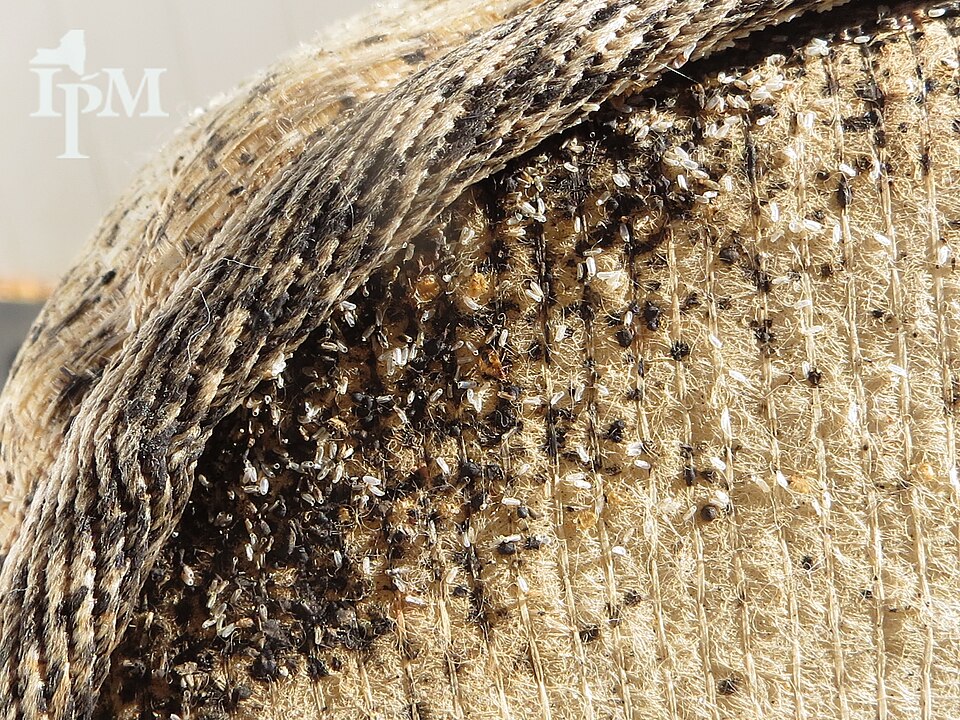 Bed bug infestation on a mattress seam