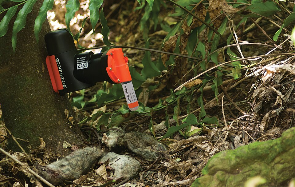 Humane rodent trap used for mice and rat control