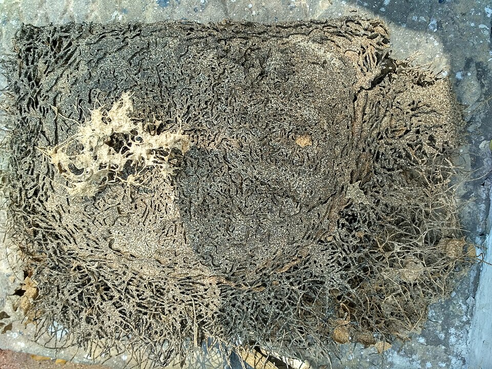 Termite gallery damage found during property inspection
